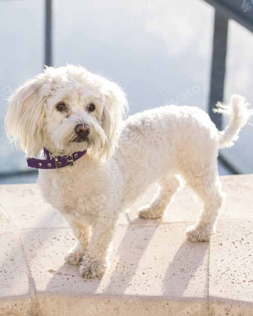 Preview: Shot of a cute, adorable groomed white poodle dog with a purple collar