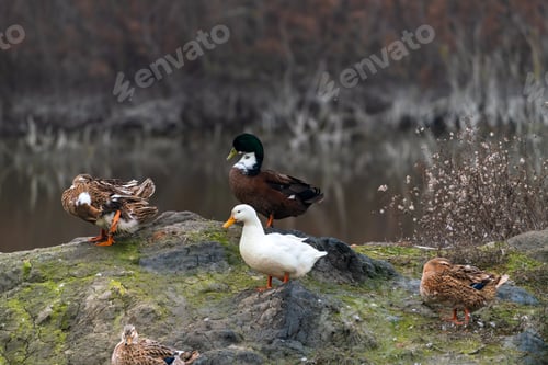 Preview: Colorful ducks on lake shore