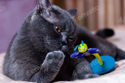 Preview: a gray cat of British or Scottish breed lies on the bed