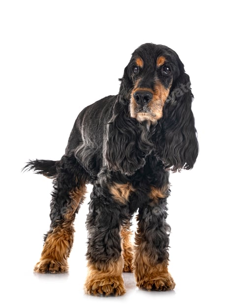 Preview: English Cocker Spaniel