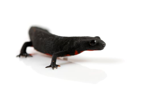 Preview: Fire Belly Newt