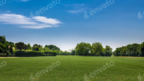Preview: Wheat field