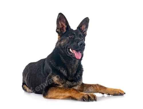 Preview: young german shepherd