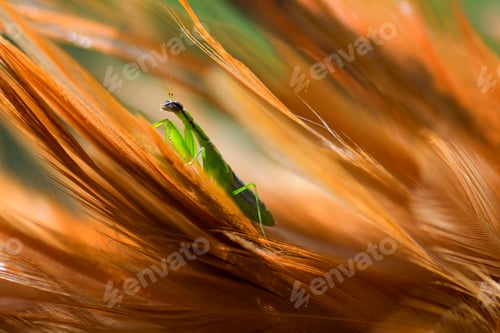 Preview: Mantis or Praying Mantis Religiosa