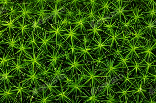 Preview: Natural green moss design shows a vibrant abstract pattern with glowing forms in vivid emerald color
