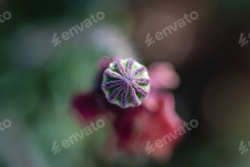 Preview: Macro of a poppy closed together from a zenithal shot