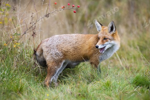 Preview: Red fox looking back behing the shoulder on grass in autumn