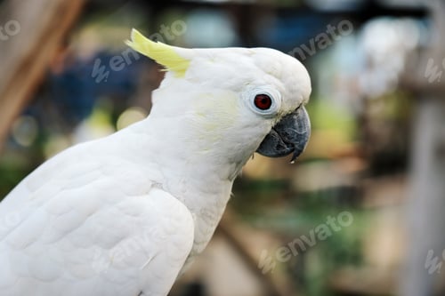 Preview: Cockatoo