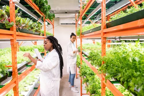 Preview: Young African biologist or researcher standing by shelf with seedlings