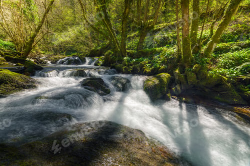 Preview: Fast flowing stream in early spring in a sunny forest