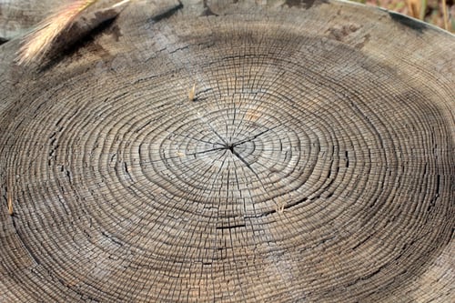 Preview: Tree ring abstract background textured