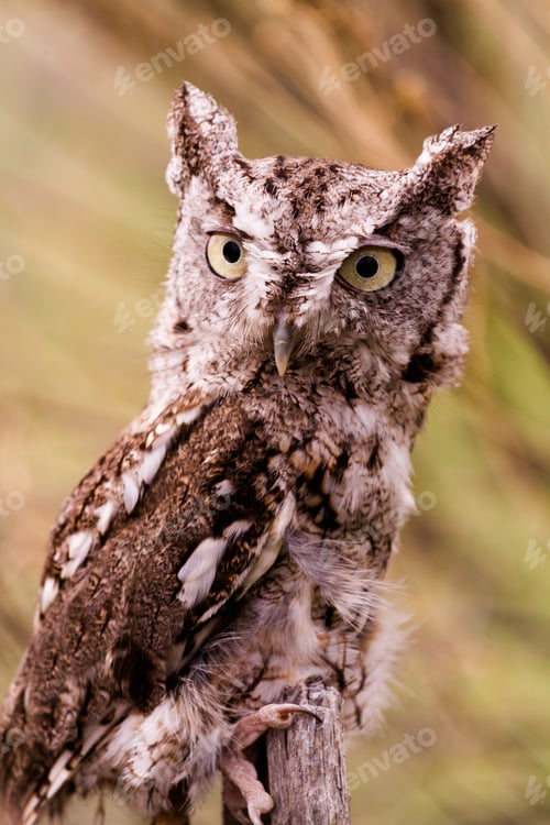 Preview: Western Screech Owl