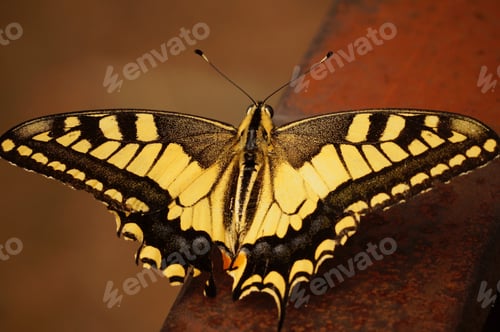 Preview: Closeup on a colorful European Swallowtail Butterfly, Papilio machaon, with spread wings