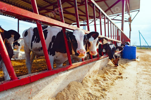 Preview: Large cowshed with milky cows on the farm