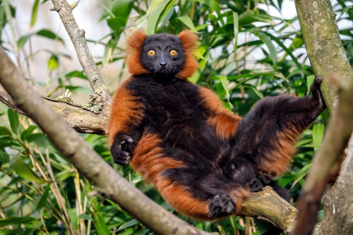 Preview: red lemur (Eulemur rufus) in a tree
