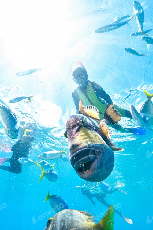 Preview: kid snorkeling in australia with a trigger fish