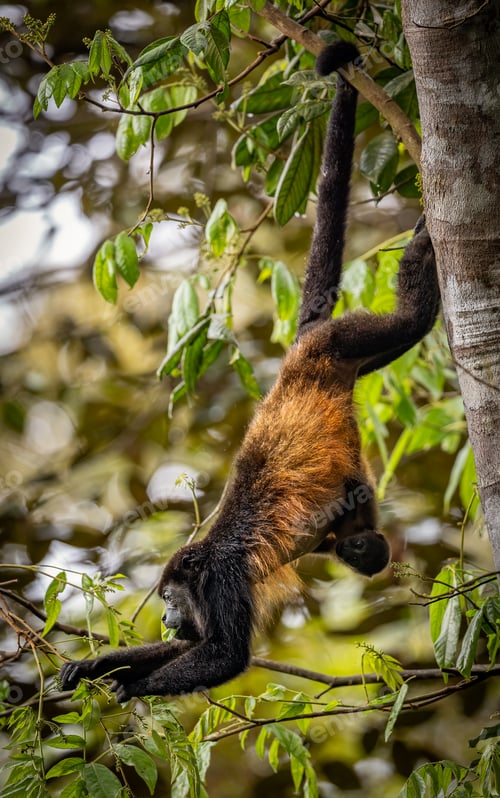 Preview: A Monkey in Costa Rica