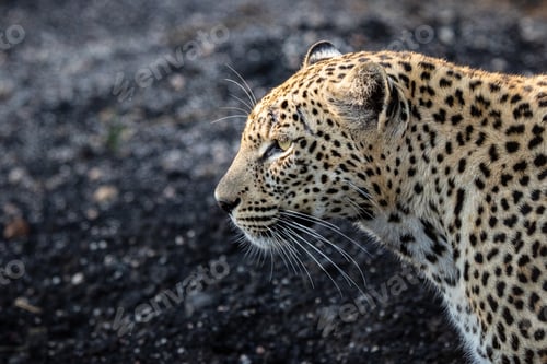 Preview: The side profile of a leopard, Panthera pardus against a dark background