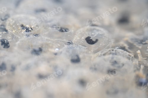 Preview: Macro shot of frog eggs