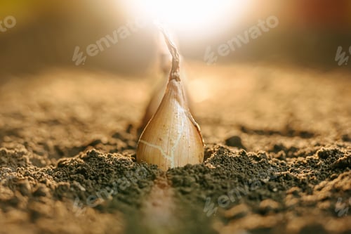 Preview: Growing onion bulbs in fertile soil under warm sunlight in the garden