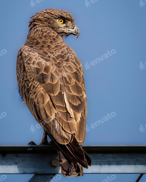 Preview: Vertical shot of a Brown snake eagle perched on a metal railing