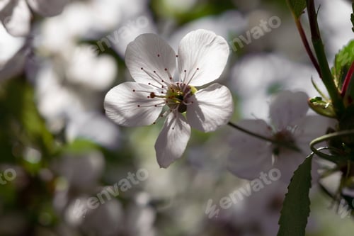 Preview: spring apple and cherry flowers, nature bloom and texture and background of leaves and branches