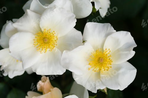 Preview: Ornamental rose