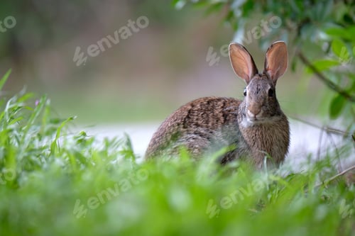 Preview: Grey small hare eating grass on summer field. Wild rabbit in nature