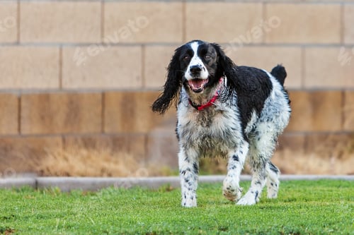 Preview: English Springer Spaniel Dog Playing in Yard