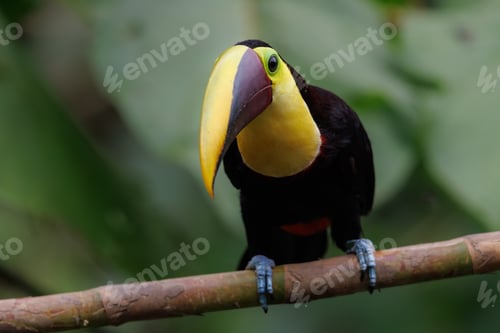 Preview: A Toucan in Costa Rica