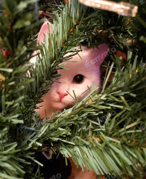 Preview: White cat sitting on a Christmas tree