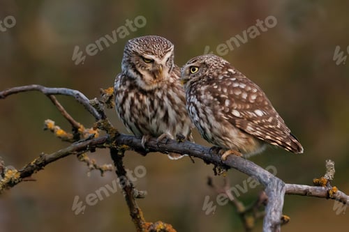 Preview: Close up of two owls perched on a branch.