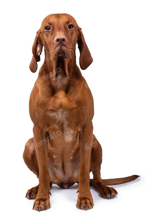 Preview: Hungarian vizsla dog isolated