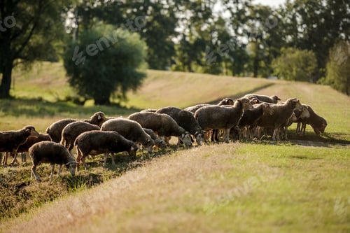 Preview: Flock Of Sheep
