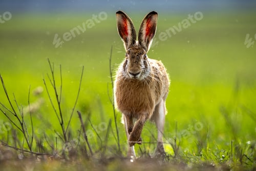 Preview: Fluffy brown hare in a lush green field