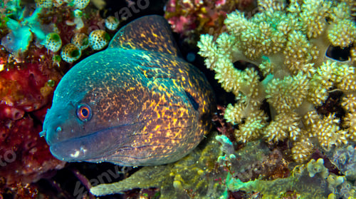 Preview: Giant Moray, Bunaken National Marine Park, Indonesia