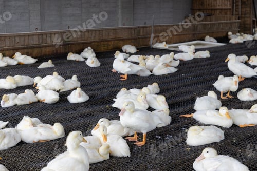 Vista previa: Ducks walking in the countryside of the local village