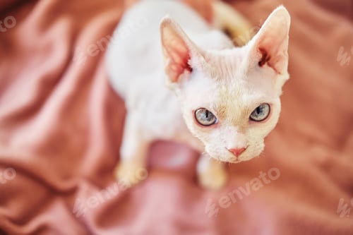 Preview: Portrait of a Sphynx Devon Rex cat with bare eyes. Close-up of a purebred domestic animal.