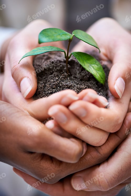 Preview: Teamwork in growth. Cropped shot of a hands holding a budding plant.