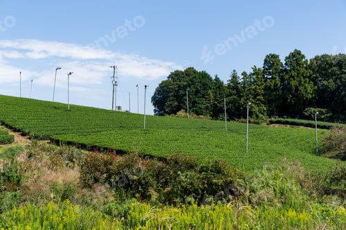 Preview: Green Tea farm