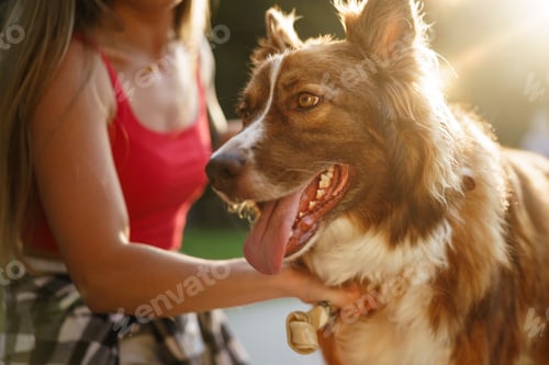Preview: Border Collie dog on a walk in park with it's female owner