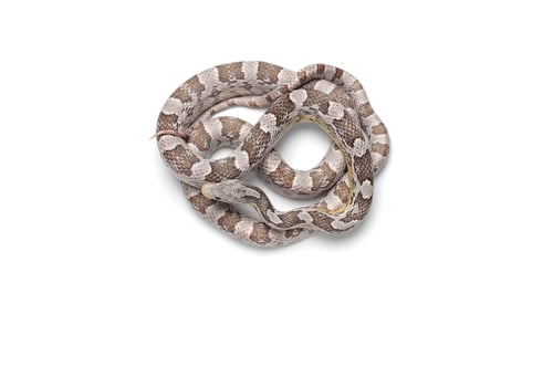 Preview: Corn snake isolated on white background