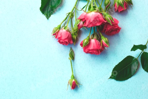 Preview: pink roses flowers on a blue background.