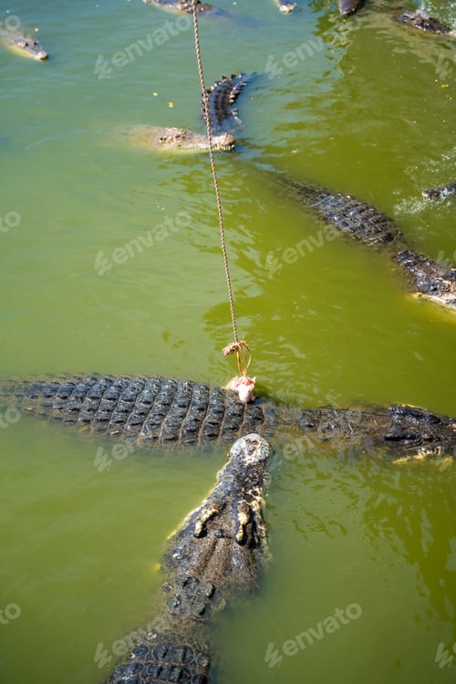 Preview: Crocodile feeding or fishing in Crocodile farm in Pattaya, Thailand