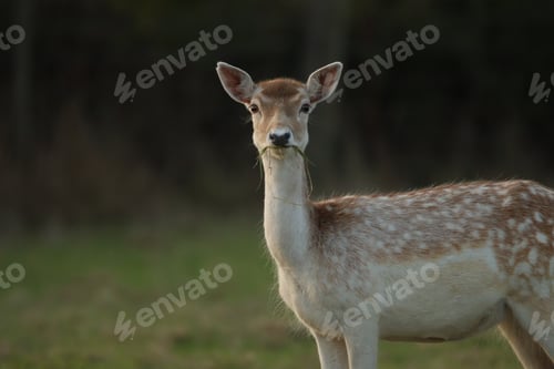 Preview: deer, nature, forest, wild, animal, fur, young, mammal, wildlife, brown, doe, antler, natural, outdo