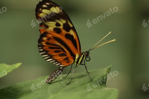 Preview: Tropical Butterfly