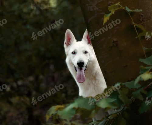 Preview: Closeup of a white Swiss shepherd dog behind the tree