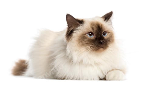 Preview: Birman cat, 3 years old, lying, isolated on white