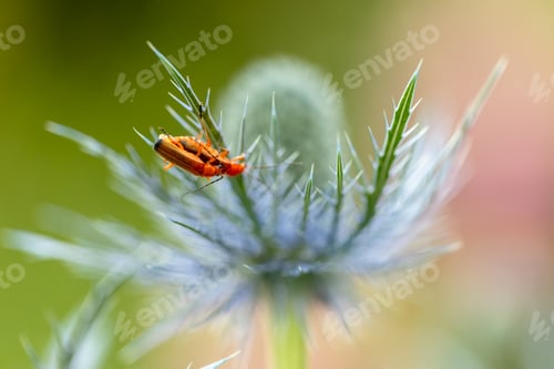Preview: Rhagonycha fulva or rufous softfoot on a blue eryngium flower