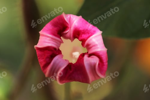 Preview: Close-up of pink morning glory flower
